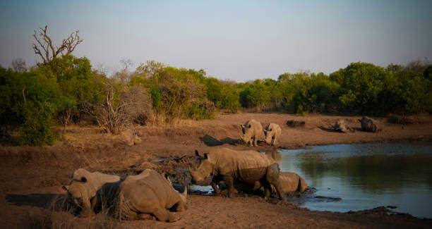 Nkuyu Game Reserve 